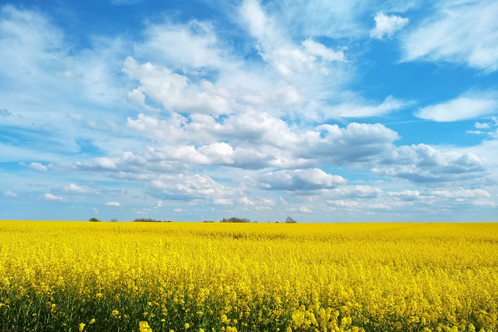 yellow flower field under blue and white sunny cloudy sky
