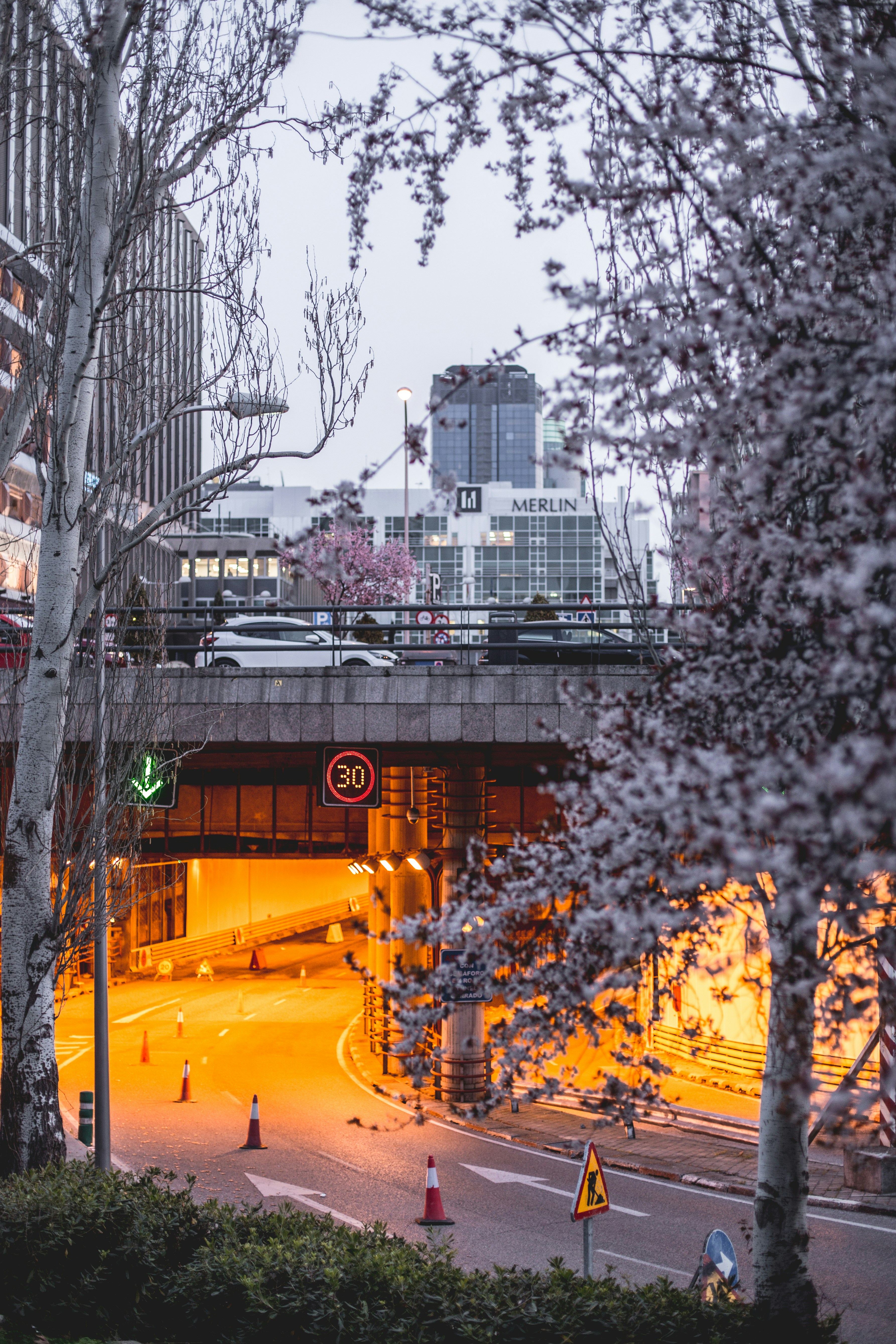 árvore branca da flor da cerejeira perto do edifício durante o dia