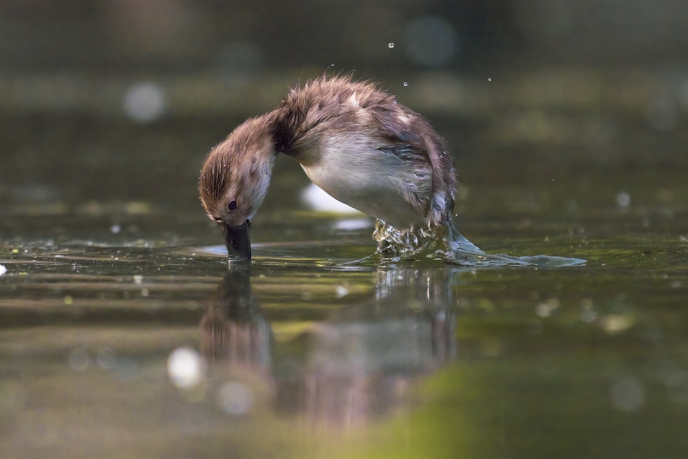 brown and white duck on water