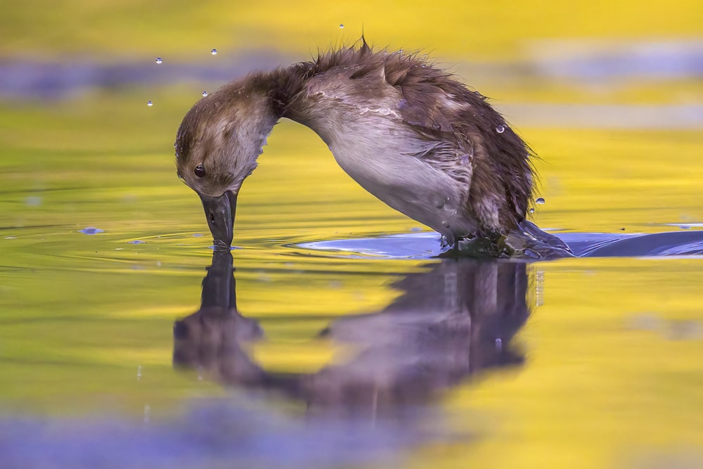 brown and white bird on water