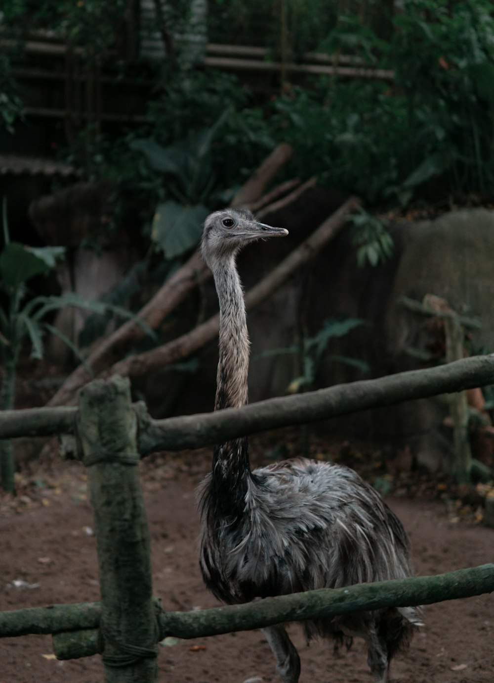 black and white ostrich on brown wooden fence during daytime