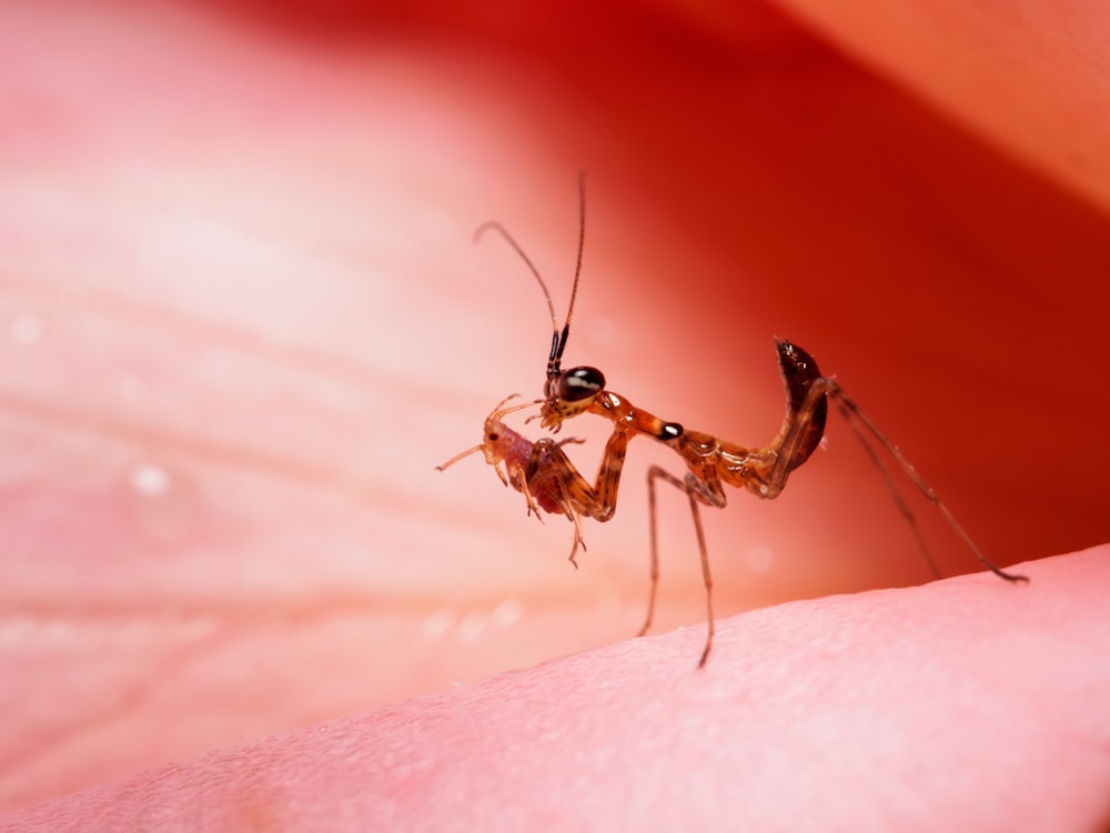 brown and black insect on human skin