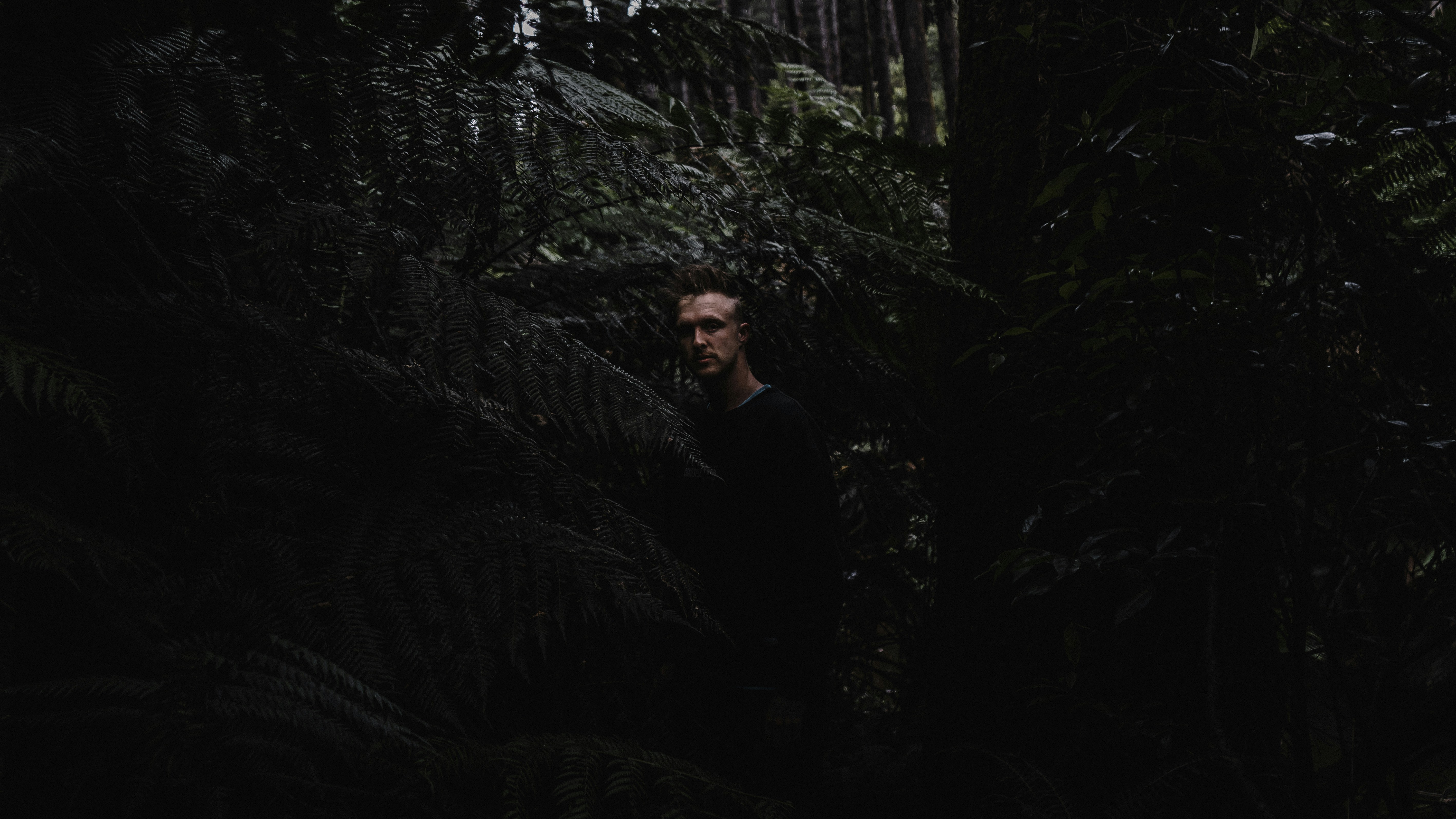 Deep in the Redwood Forest