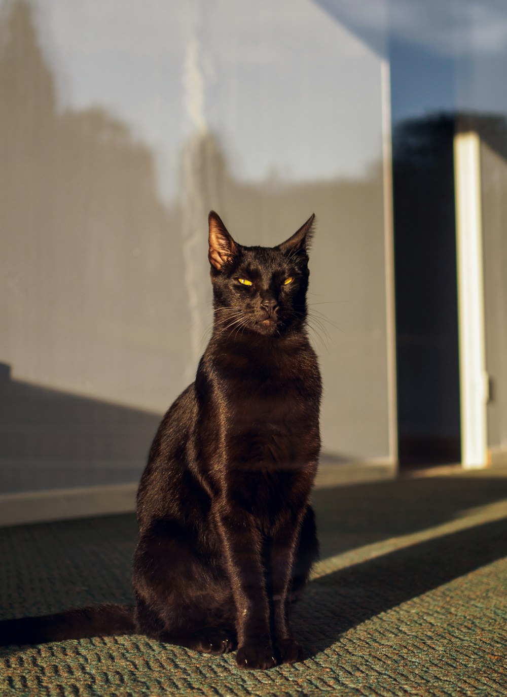 Schwarze Katze auf schwarz-weißem Teppich