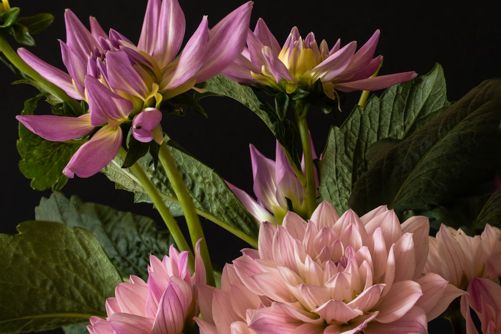 pink and white flower in close up photography