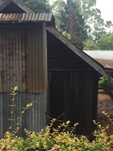 A rustic wooden and corrugated metal shed stands against a backdrop of lush greenery. The structure has a weathered appearance, with rust visible on the metal siding. In the foreground, there are shrubs with yellow-green leaves, and beyond the shed, tall trees form a dense canopy.