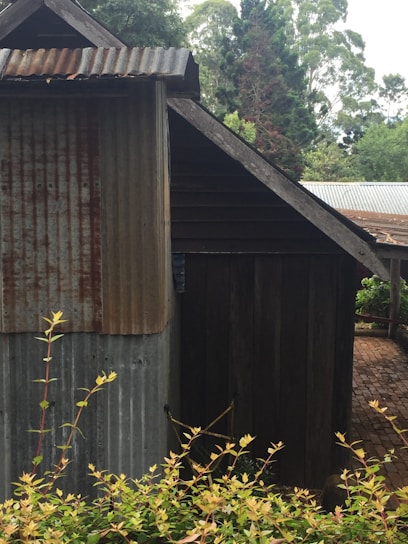 A rustic wooden and corrugated metal shed stands against a backdrop of lush greenery. The structure has a weathered appearance, with rust visible on the metal siding. In the foreground, there are shrubs with yellow-green leaves, and beyond the shed, tall trees form a dense canopy.