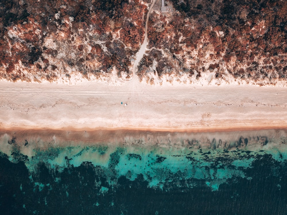 Árbol marrón y verde al lado del cuerpo de agua