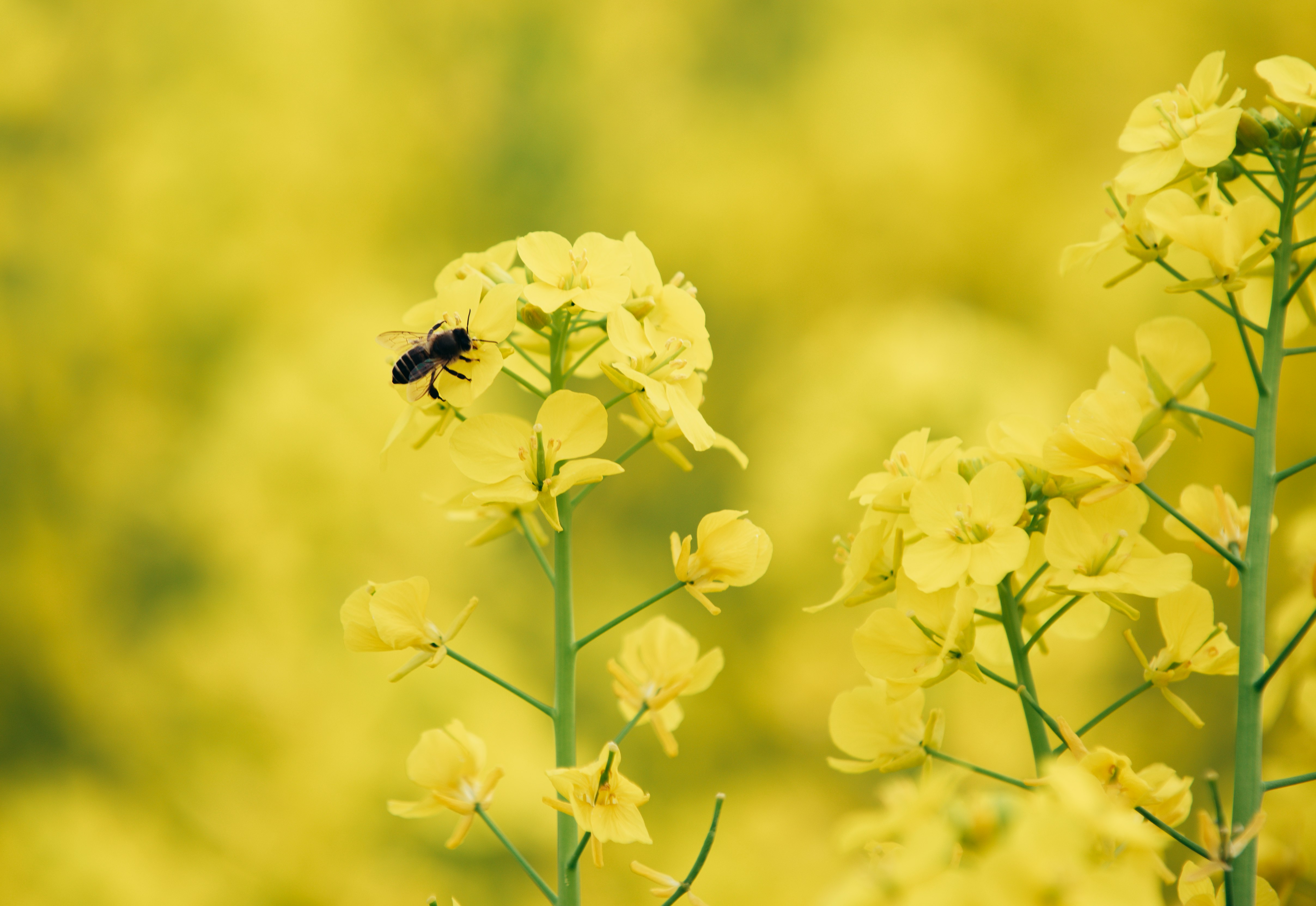 black and yellow bee on yellow flower