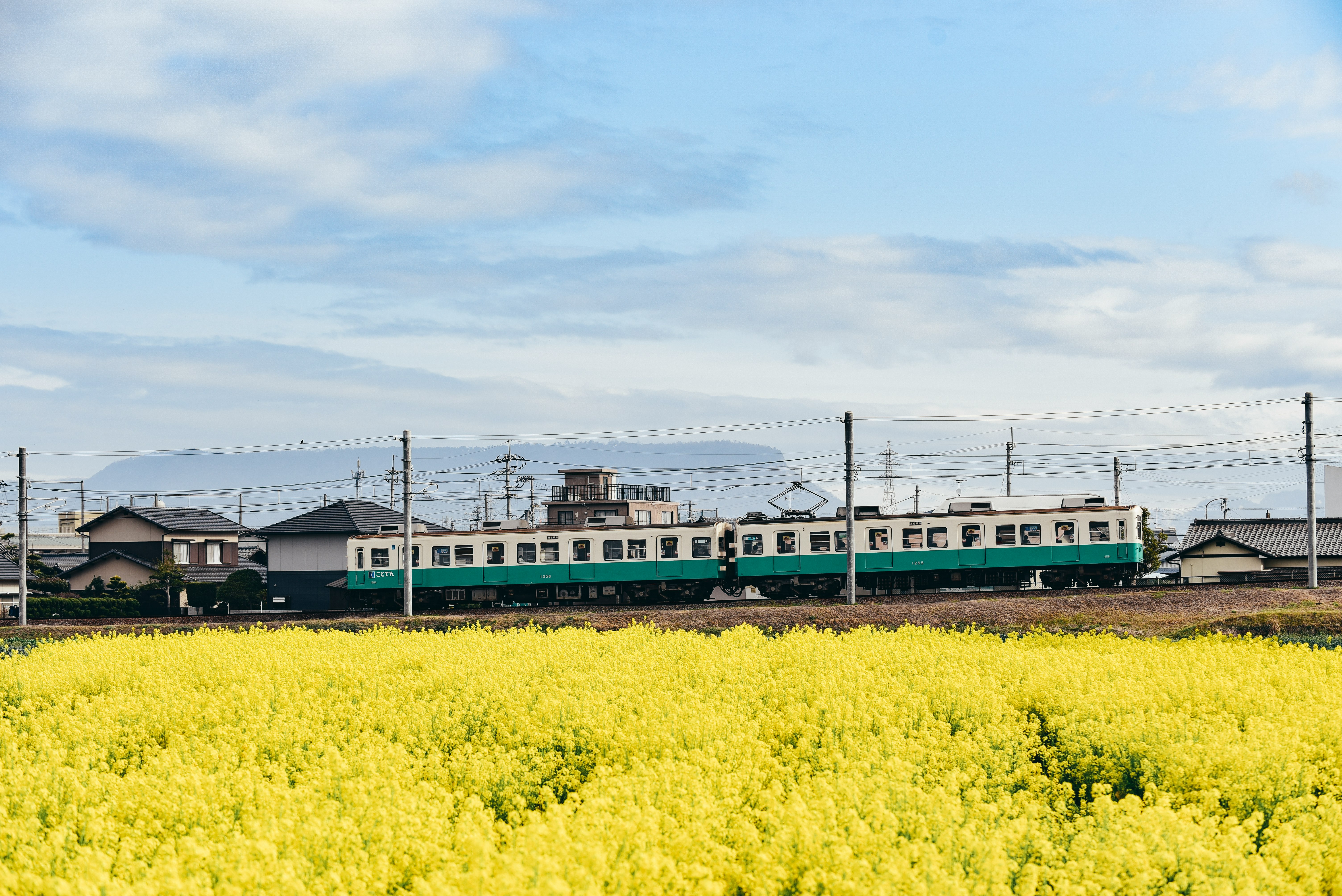 yellow flower field near blue and white building during daytime