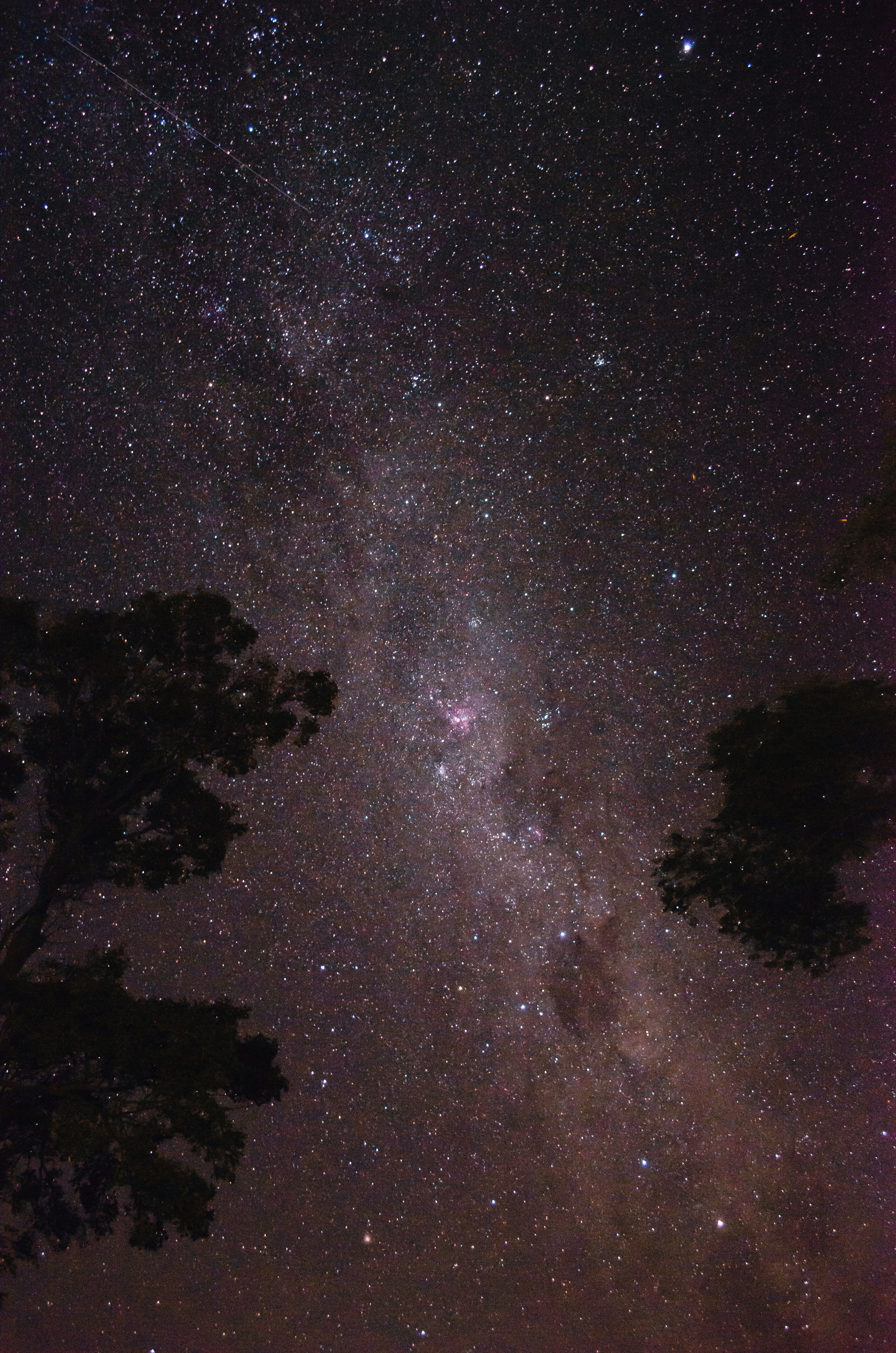 silhouette of trees under starry night