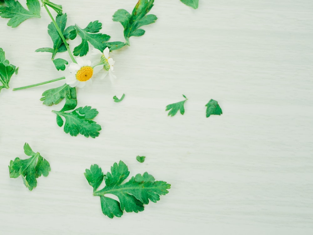 a bunch of green leaves and a flower on a white surface