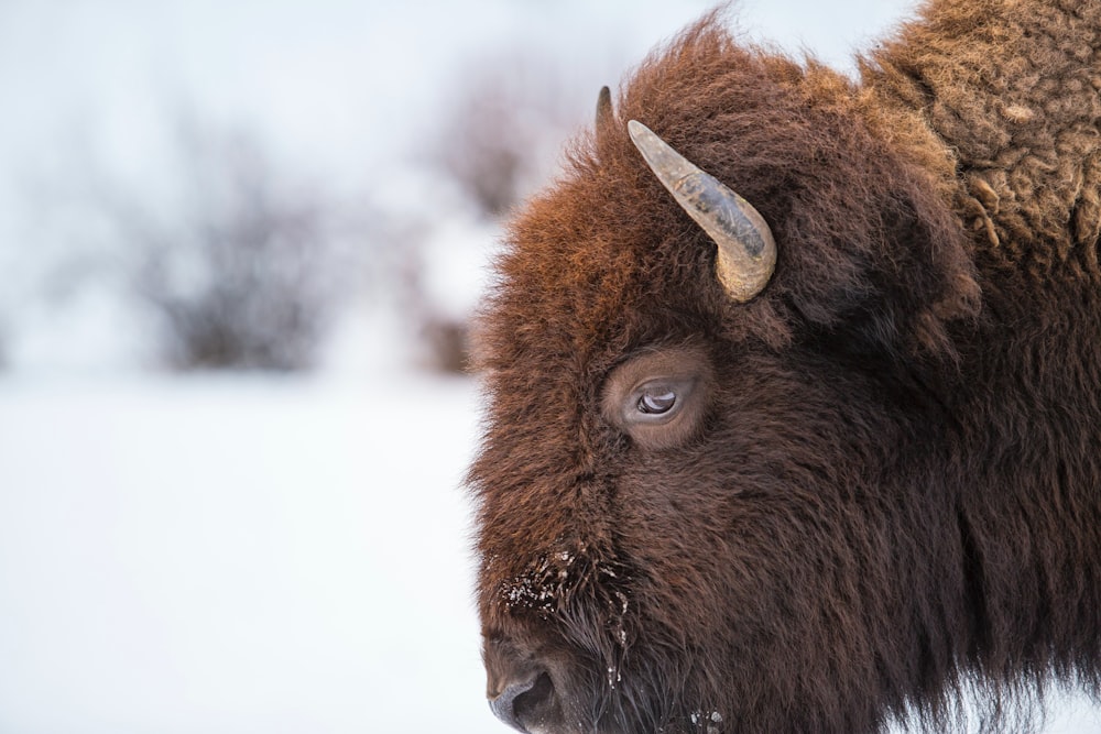a close up of a bison in the snow
