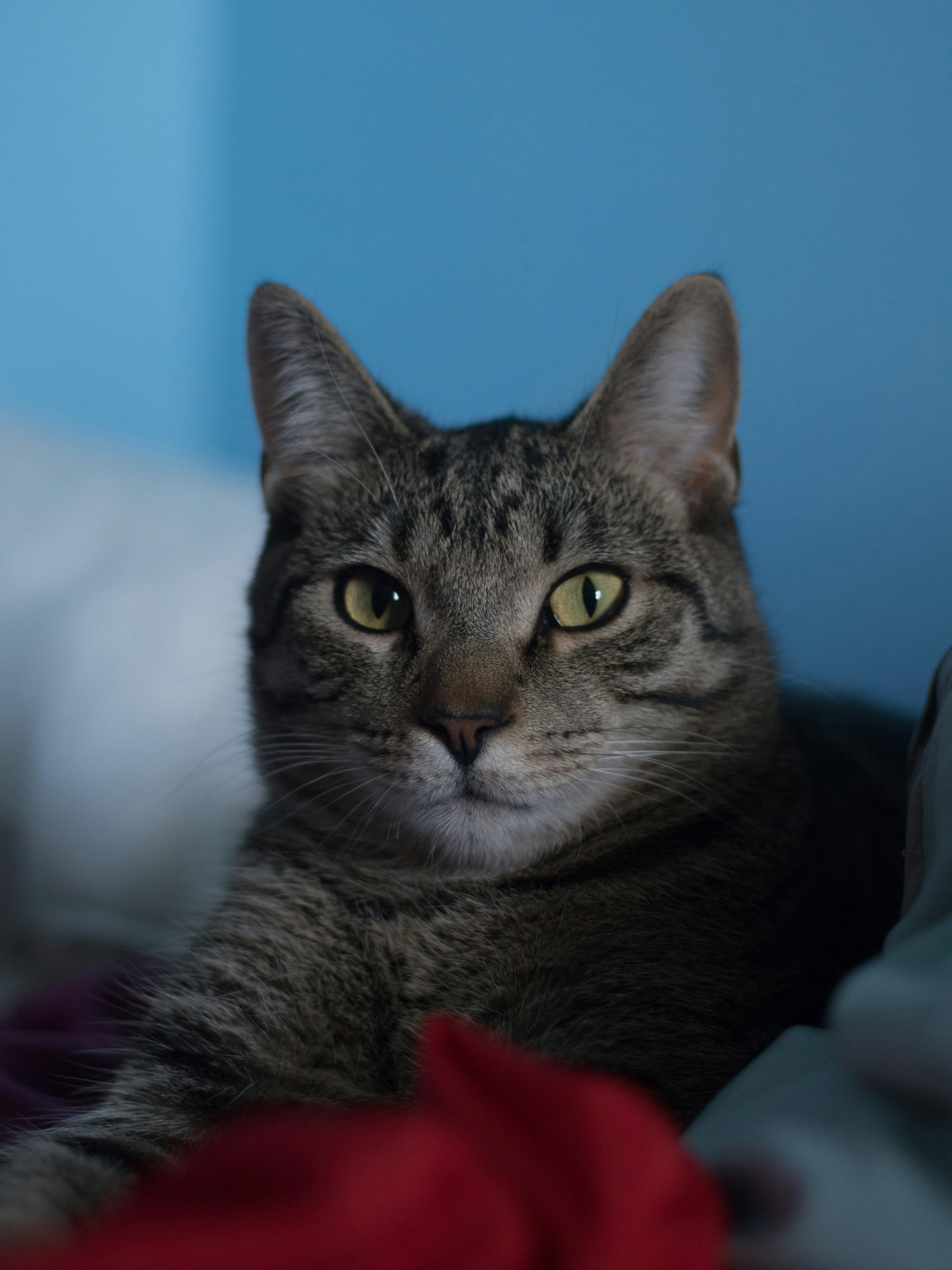 Photo by giobartlett