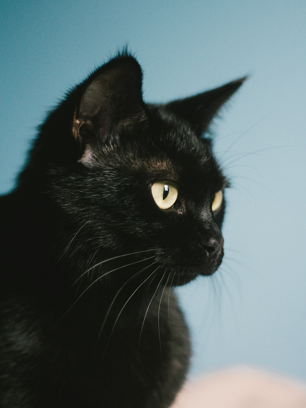 schwarze Katze mit grünen Augen