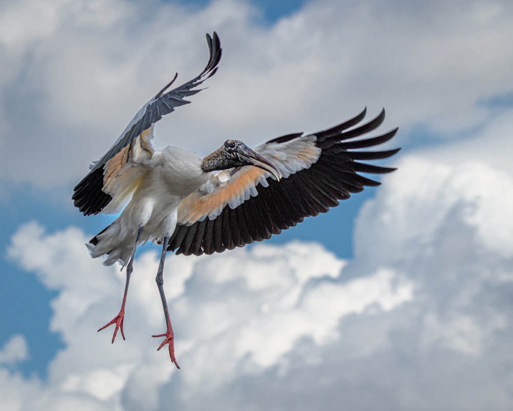 pájaro blanco y negro volando bajo nubes blancas durante el día