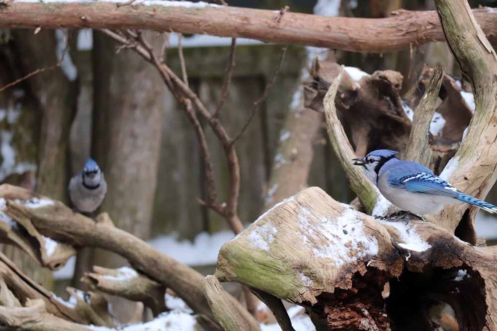 blue and white bird on brown tree branch during daytime