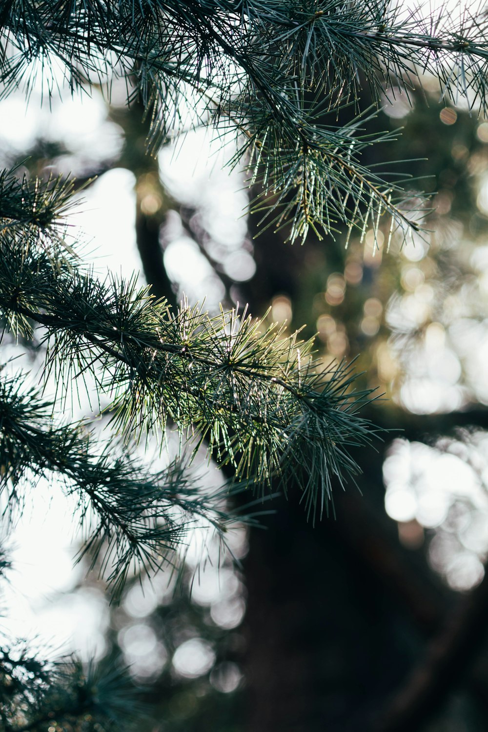 green pine tree with snow