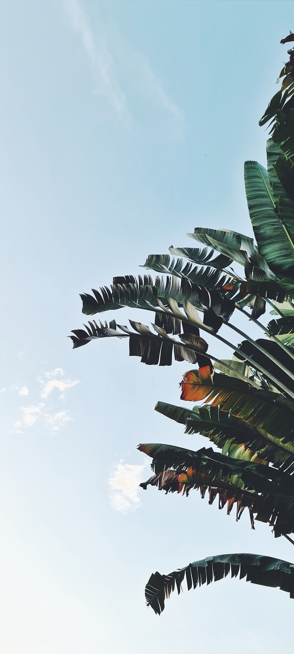 green banana tree under white clouds during daytime