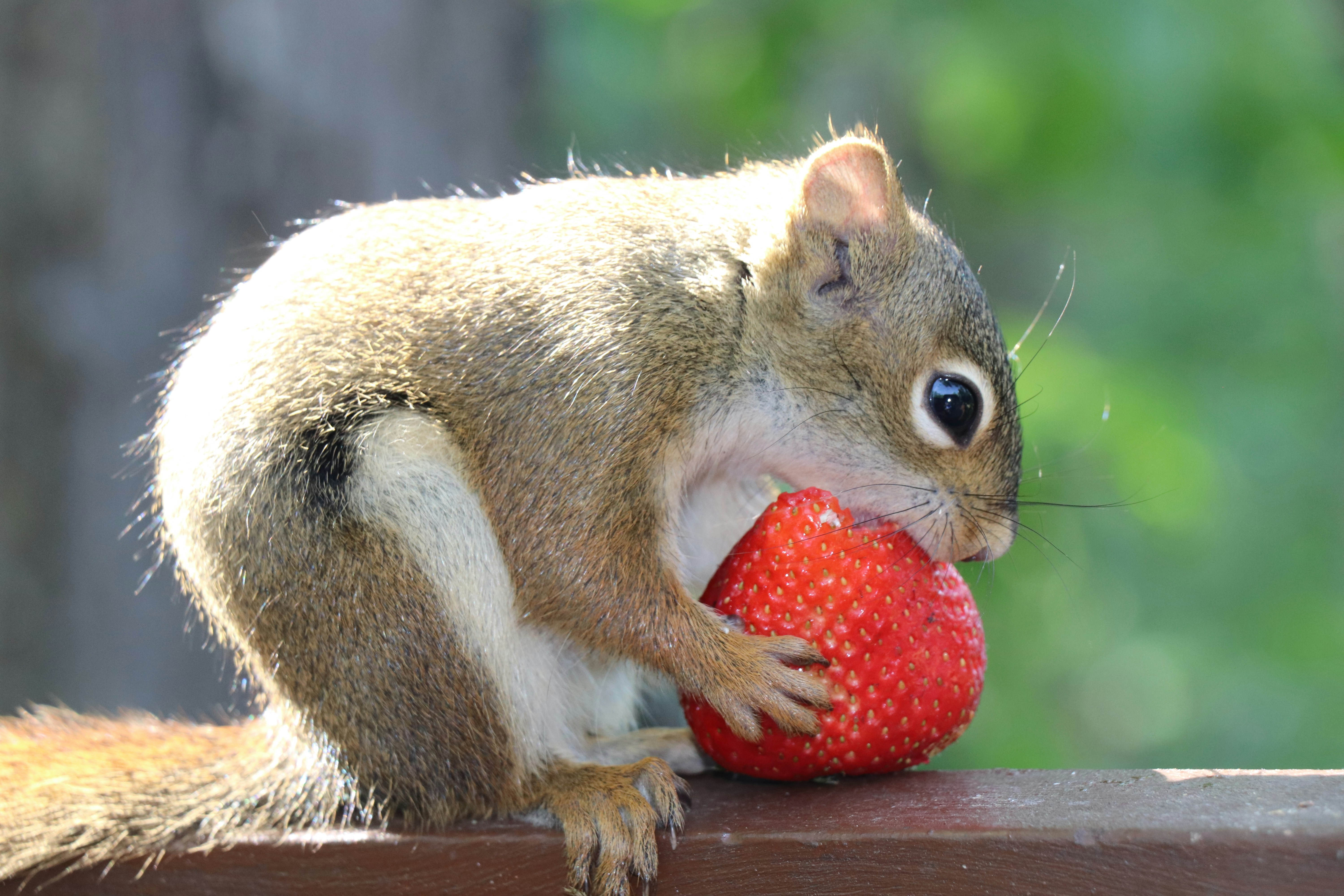 Brown squirrel eating orange fruit photo Free Wildlife photography
