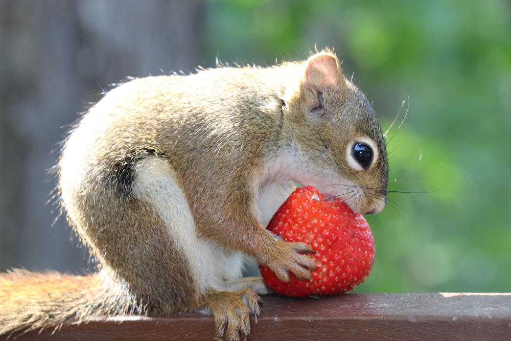 brown squirrel eating orange fruit