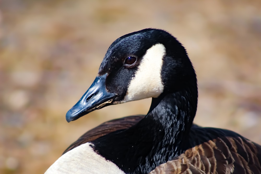 black and white duck in tilt shift lens