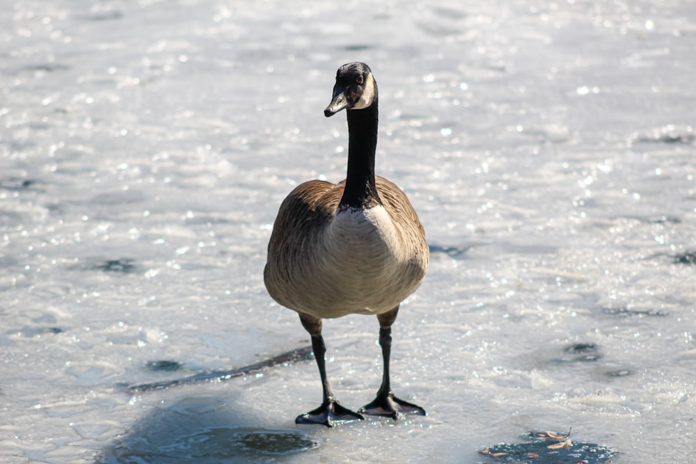 white and black duck on snow covered ground during daytime