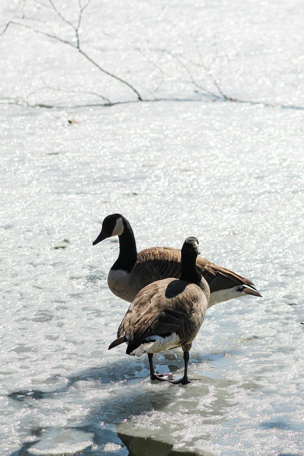 brown and black duck on snow covered ground during daytime