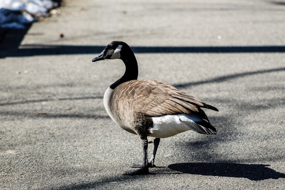 brown and black duck walking on gray concrete road during daytime