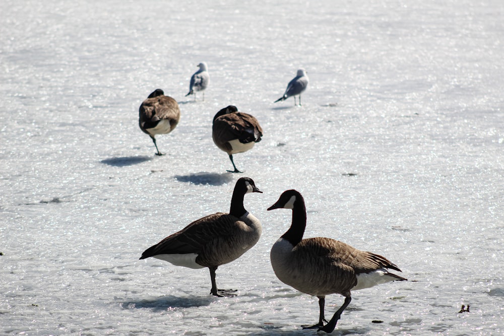 flock of geese on snow covered ground during daytime