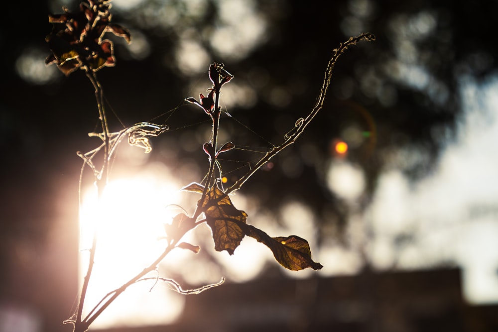 brown dried leaf on brown tree branch