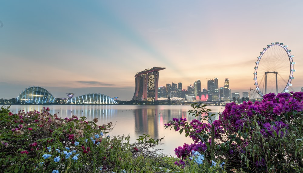 purple flowers near body of water during daytime