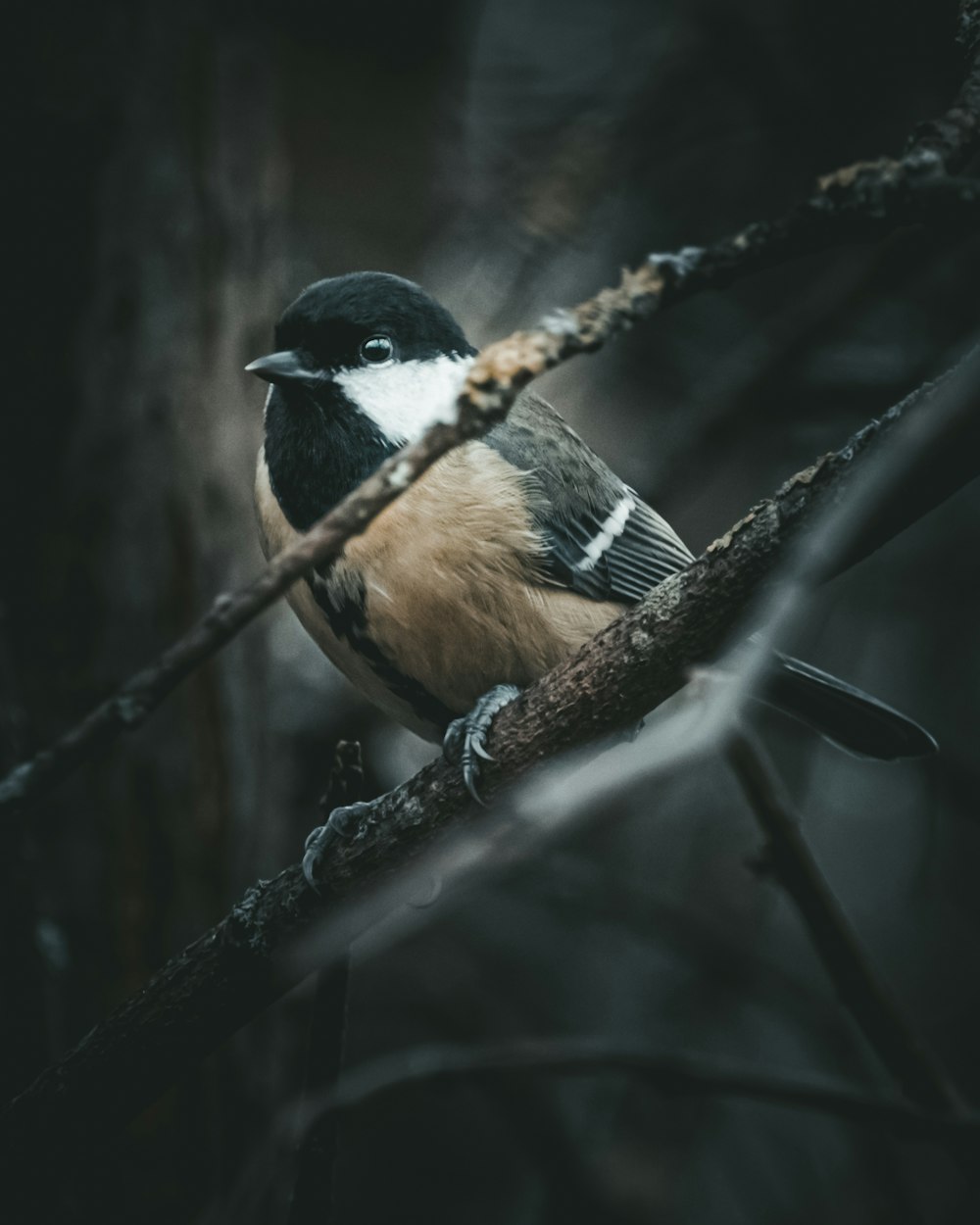 pájaro marrón y negro en la rama de un árbol