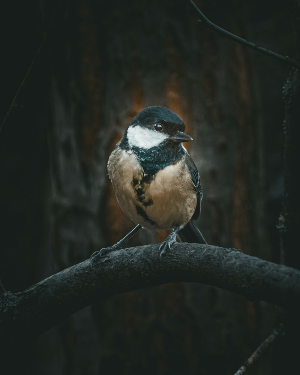 brown and black bird on brown tree branch