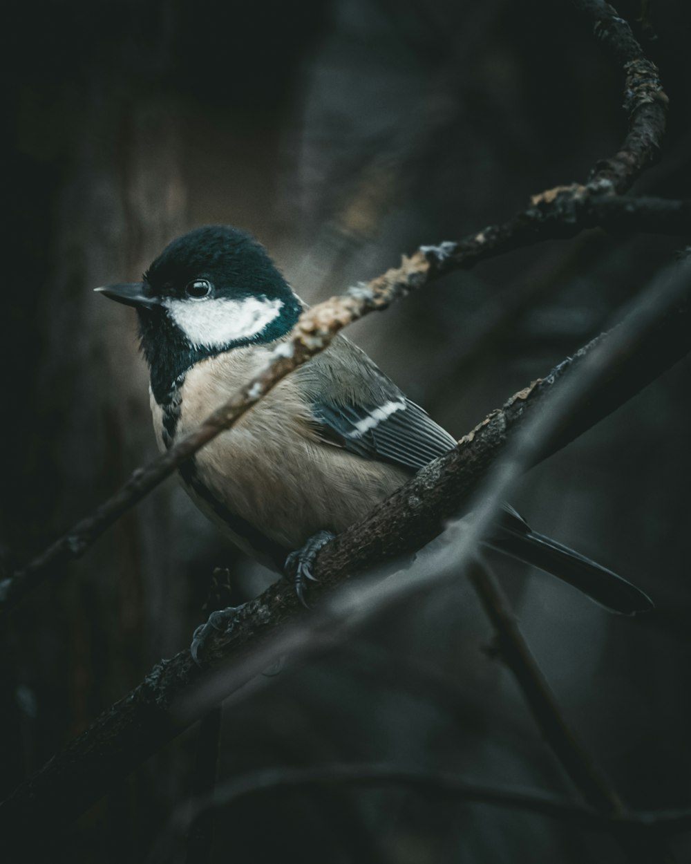 pájaro blanco y negro en la rama de un árbol