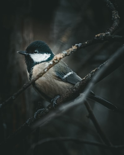 black and white bird on tree branch