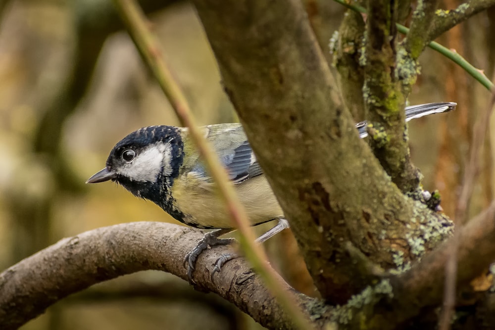 pájaro azul y blanco en la rama marrón del árbol