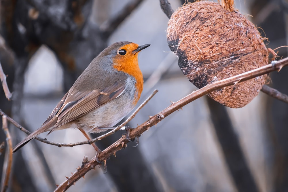 brown and gray bird on brown tree branch