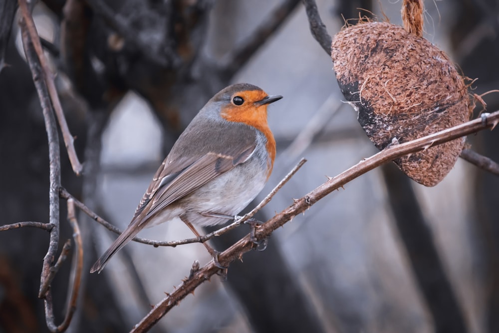 gray and orange bird on tree branch