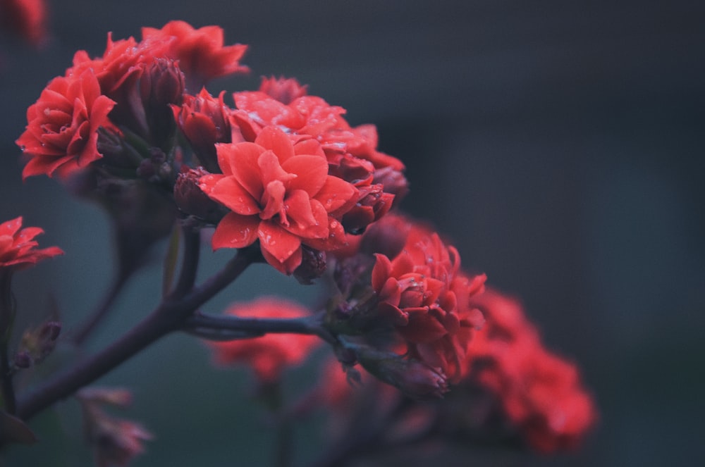 red flower in tilt shift lens