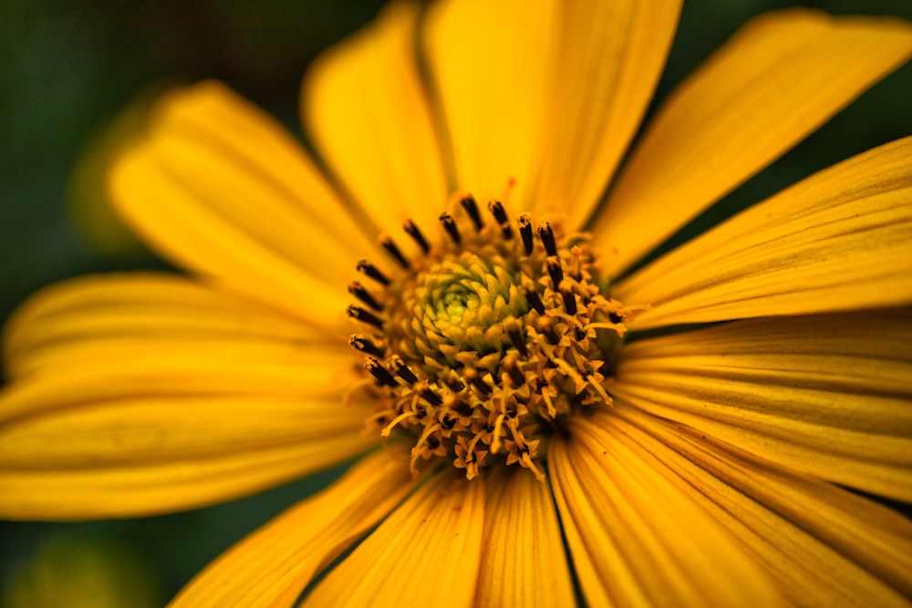 yellow flower in macro lens