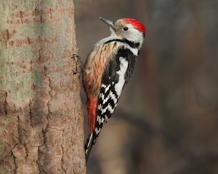 black and white bird on brown tree branch