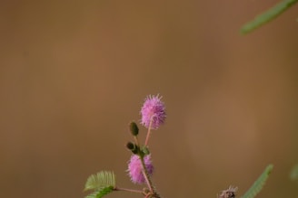 A delicate pink flower with fluffy petals is blooming atop a slender green stem, accompanied by small green leaves. The background is a soft, out-of-focus brown that highlights the flower.