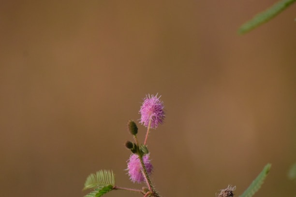 A delicate pink flower with fluffy petals is blooming atop a slender green stem, accompanied by small green leaves. The background is a soft, out-of-focus brown that highlights the flower.