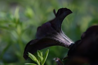 Close-up of a dark violet flower illuminated softly against a deep black background.