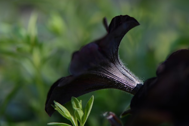 Close-up of a dark violet flower illuminated softly against a deep black background.