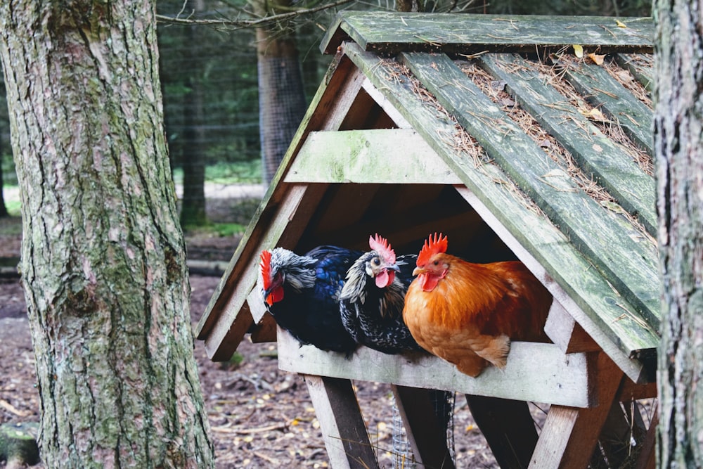 rooster on wooden cage during daytime