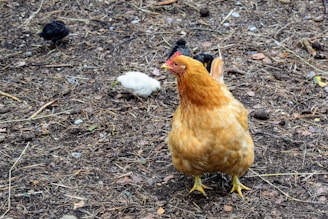 A large brown hen stands on a ground covered with dry grass and small twigs, with a small white chick and two black chicks pecking around in the background.
