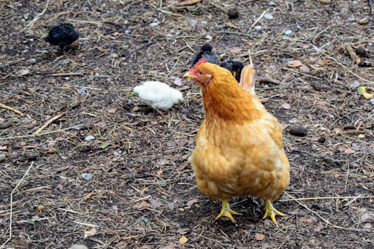 A large brown hen stands on a ground covered with dry grass and small twigs, with a small white chick and two black chicks pecking around in the background.