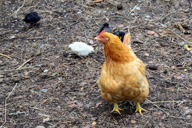 A large brown hen stands on a ground covered with dry grass and small twigs, with a small white chick and two black chicks pecking around in the background.